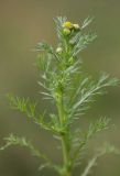 Image of taxon representative. Author is Александр Костюков