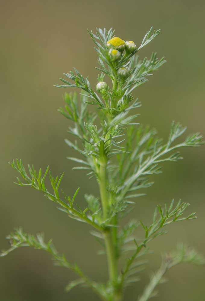 Image of Matricaria discoidea specimen.