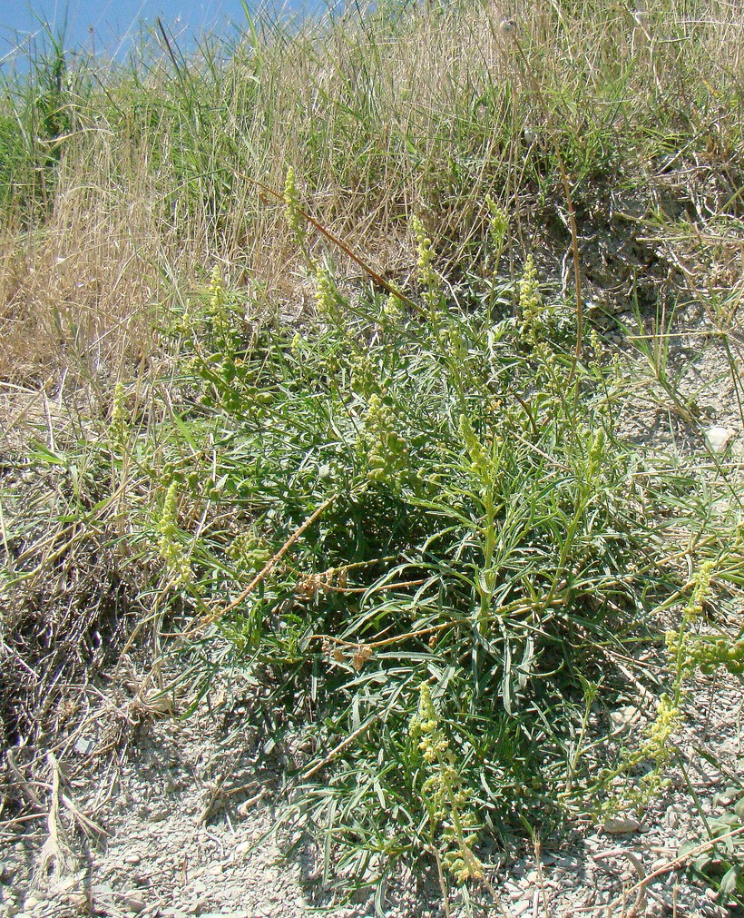 Image of Reseda lutea specimen.