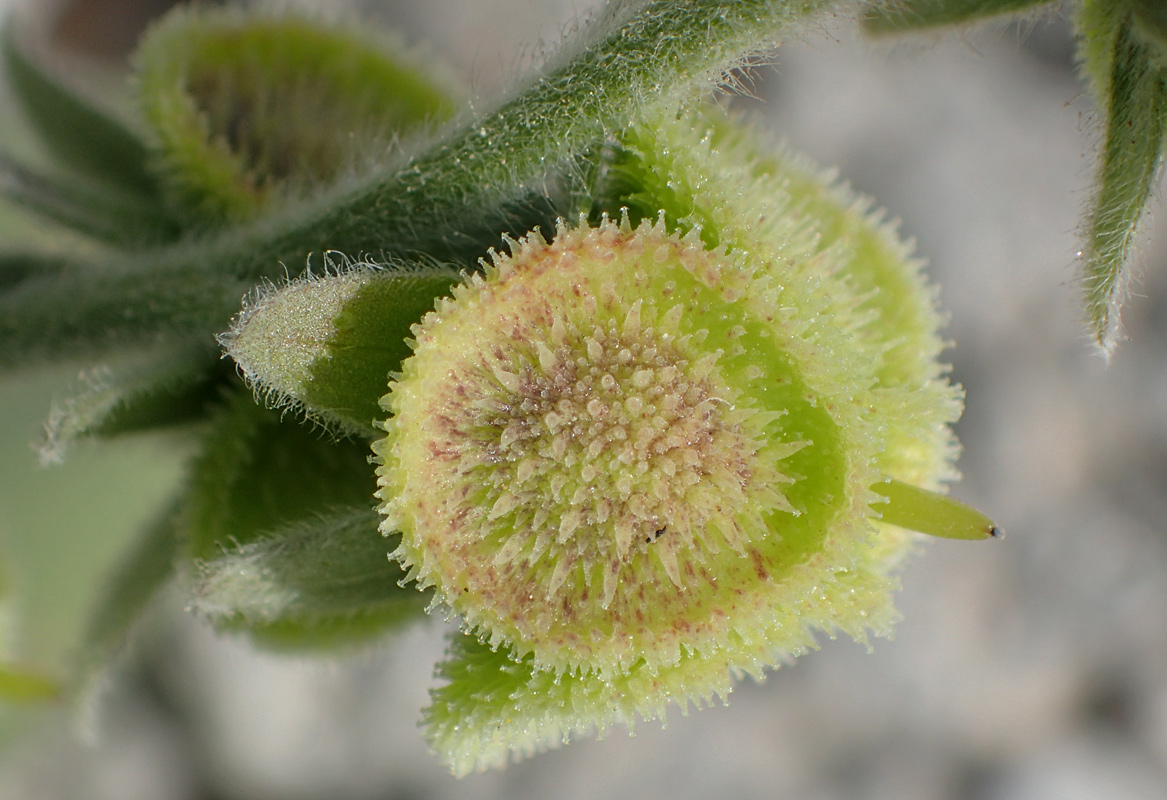 Image of Cynoglossum columnae specimen.