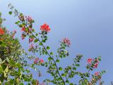 Bauhinia galpinii