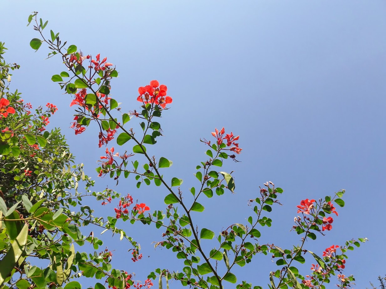 Image of Bauhinia galpinii specimen.