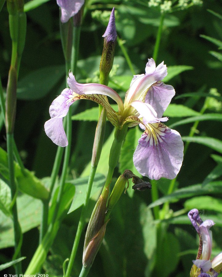 Image of Iris setosa specimen.