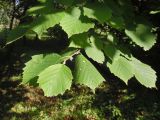 Corylus mandshurica. Верхушка побега. Марий Эл, г. Йошкар-Ола, Ботанический сад-институт. 29.08.2018.