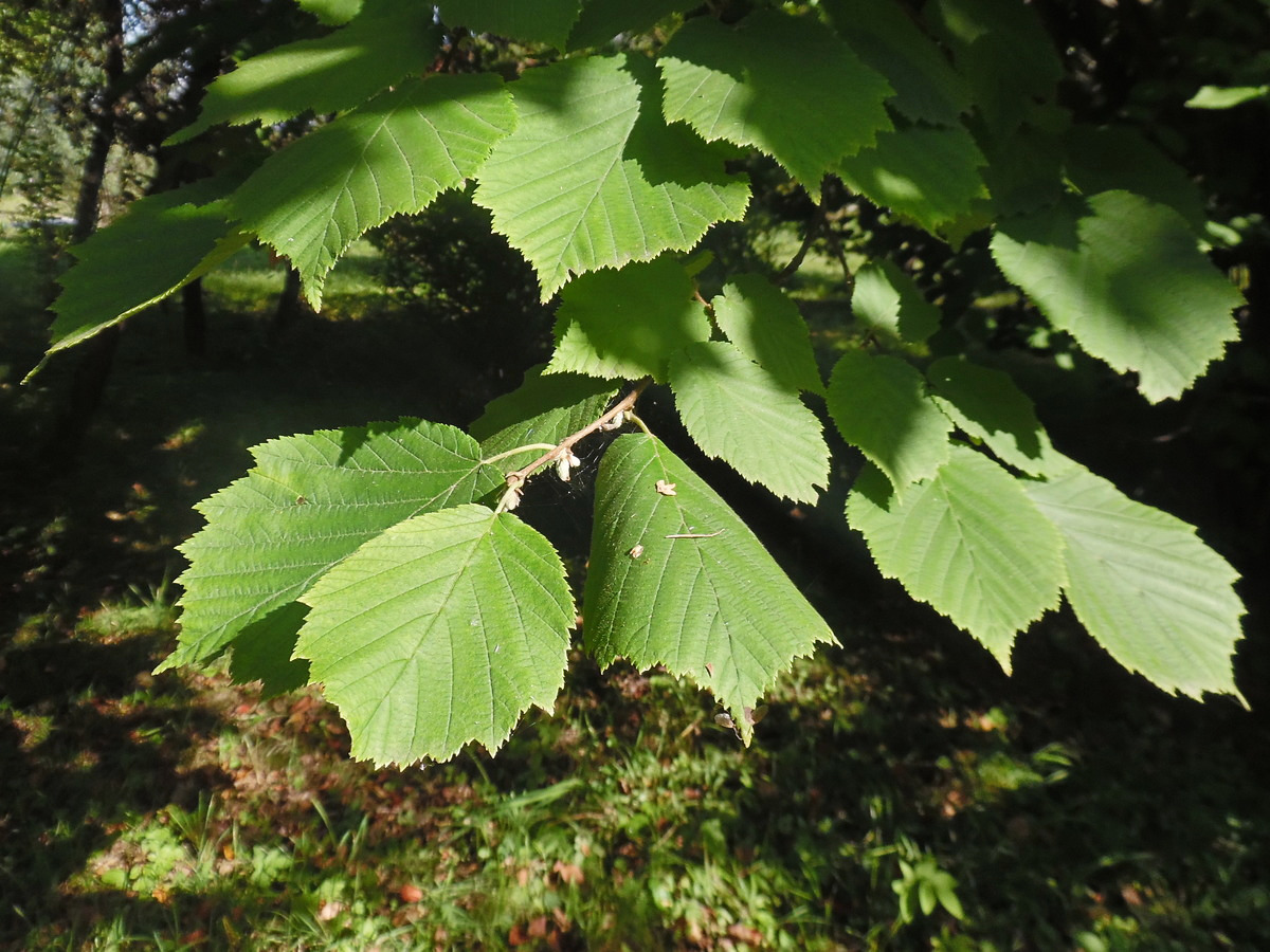 Image of Corylus mandshurica specimen.