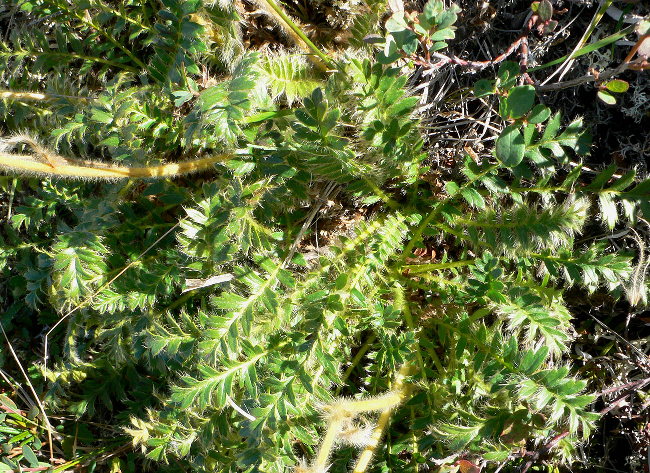 Image of Novosieversia glacialis specimen.