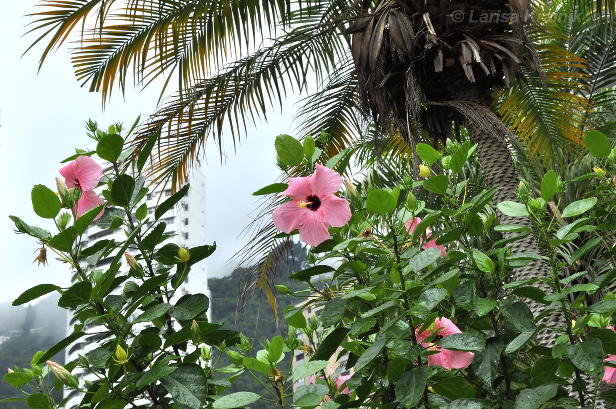 Image of genus Hibiscus specimen.