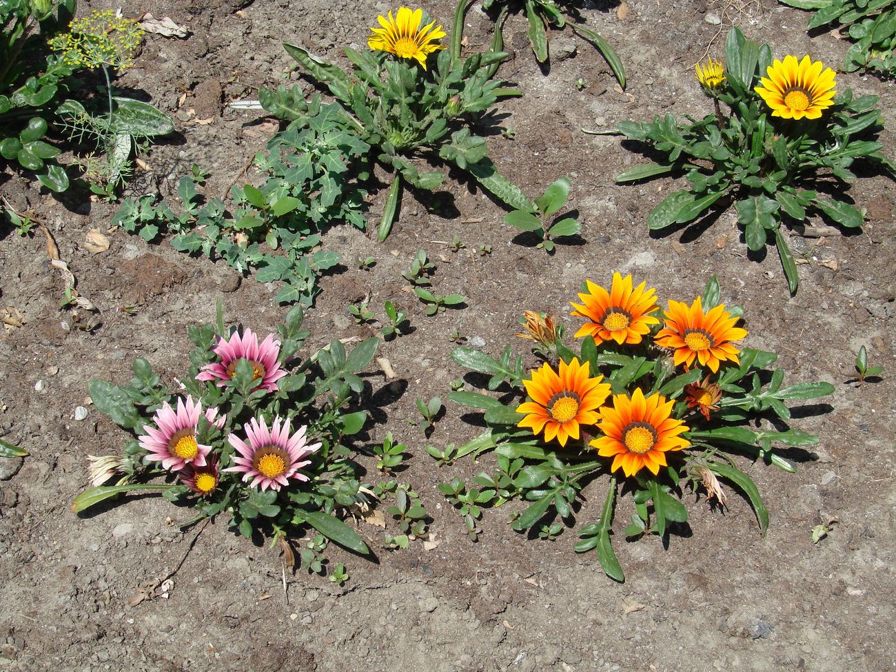 Изображение особи род Gazania.