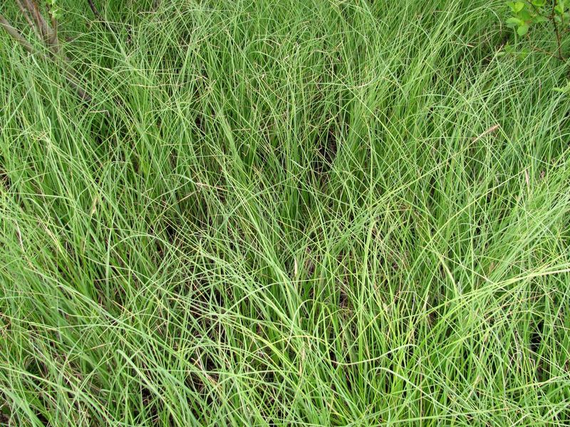 Изображение особи Carex rostrata.