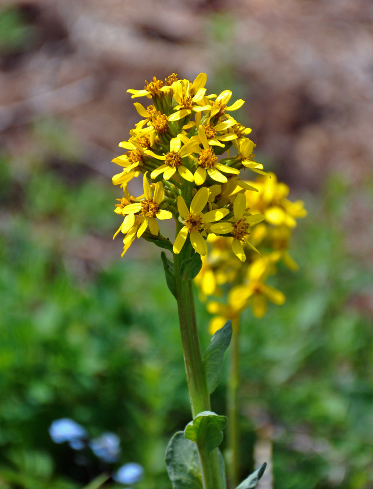 Image of Ligularia altaica specimen.