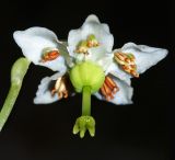 Moneses uniflora