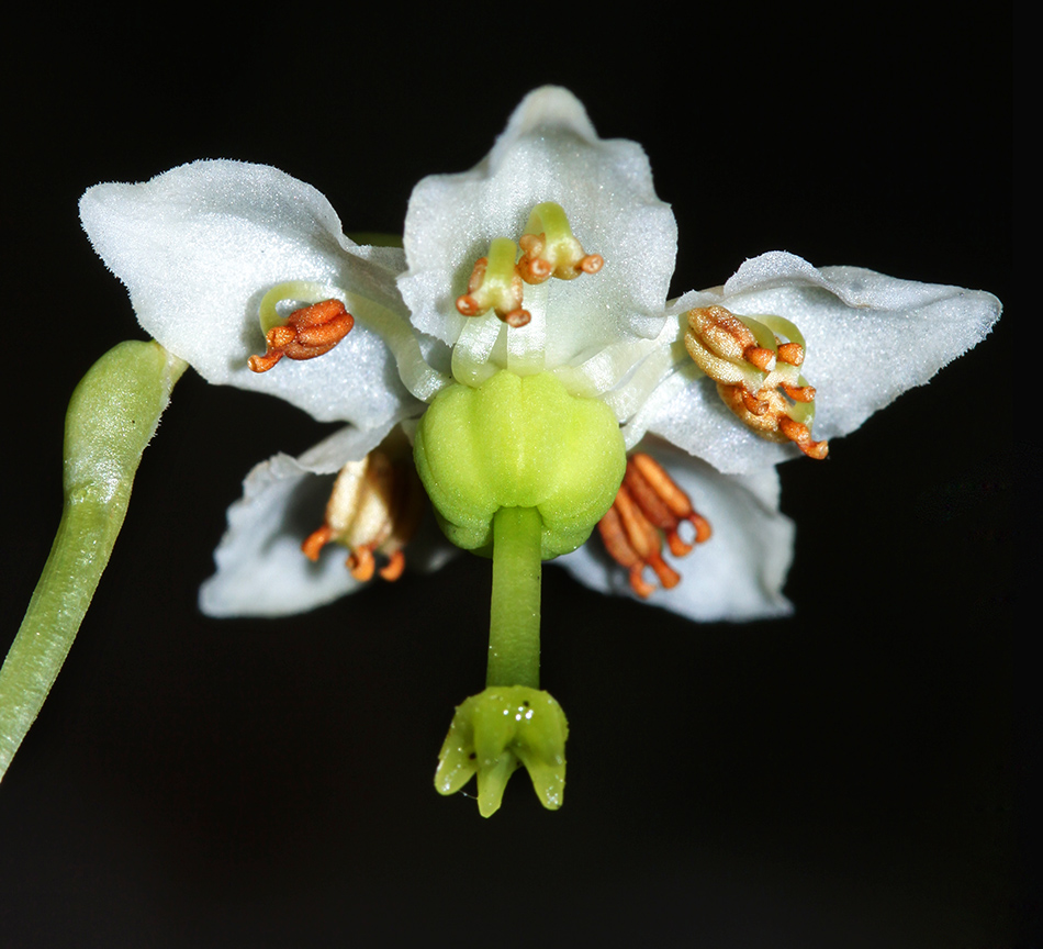 Image of Moneses uniflora specimen.