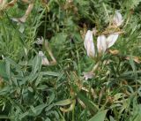 Astragalus stenoceras