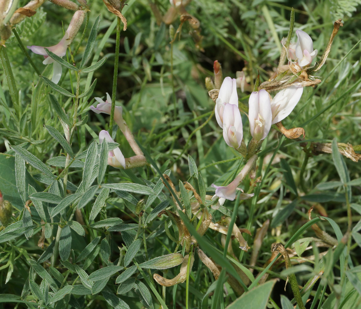 Image of Astragalus stenoceras specimen.