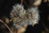 Ligularia thomsonii