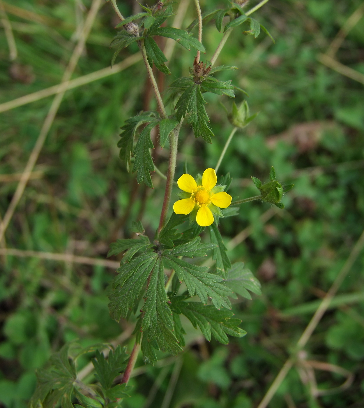 Image of Potentilla intermedia specimen.