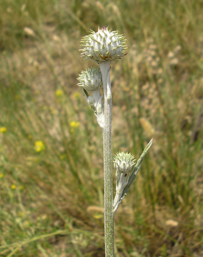 Изображение особи Jurinea pseudocyanoides.