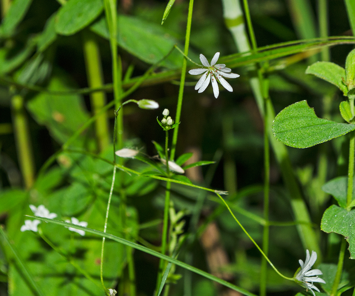 Image of Stellaria palustris specimen.