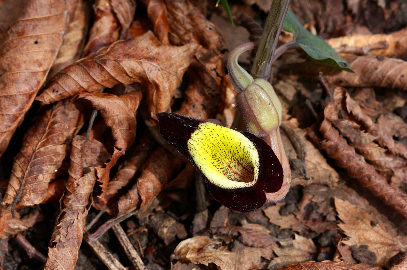 Image of Aristolochia steupii specimen.