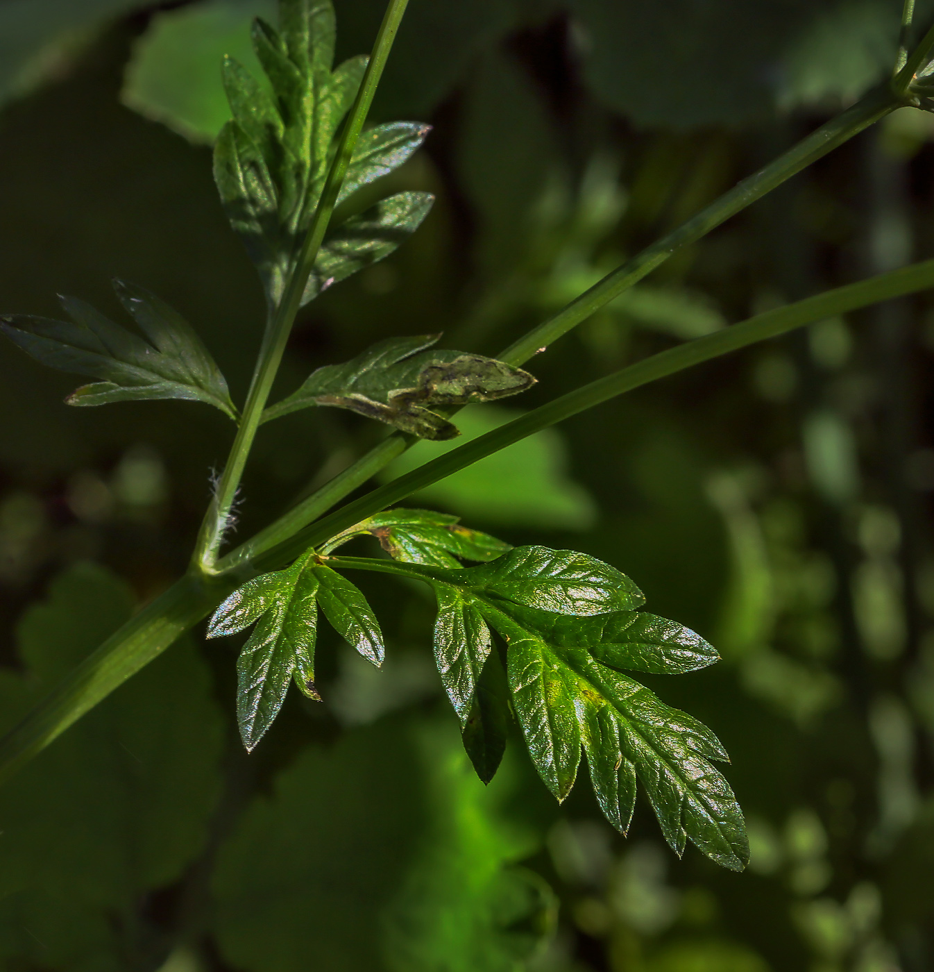 Изображение особи Anthriscus sylvestris.