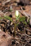 Anemone nemorosa