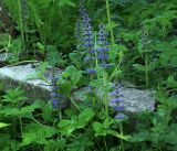 Ajuga reptans. Верхушки цветущих растений. Московская обл., Раменский р-н, окр. дер. Хрипань, садовый участок. 12.05.2019.