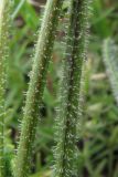 Leontodon biscutellifolius. Стебли. Крым, нижнее плато Чатырдага. 4 июля 2010 г.