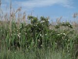 Rosa canina