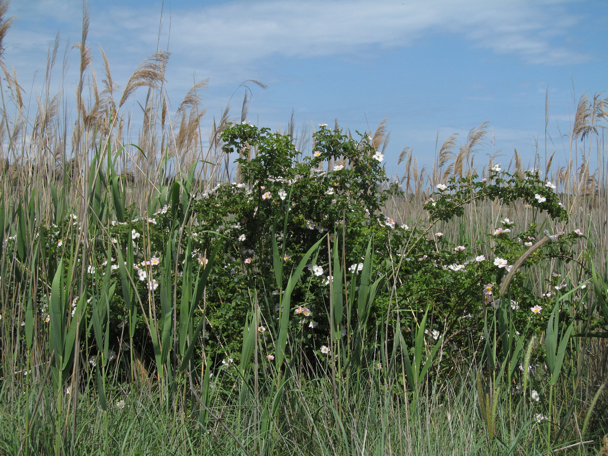 Image of Rosa canina specimen.