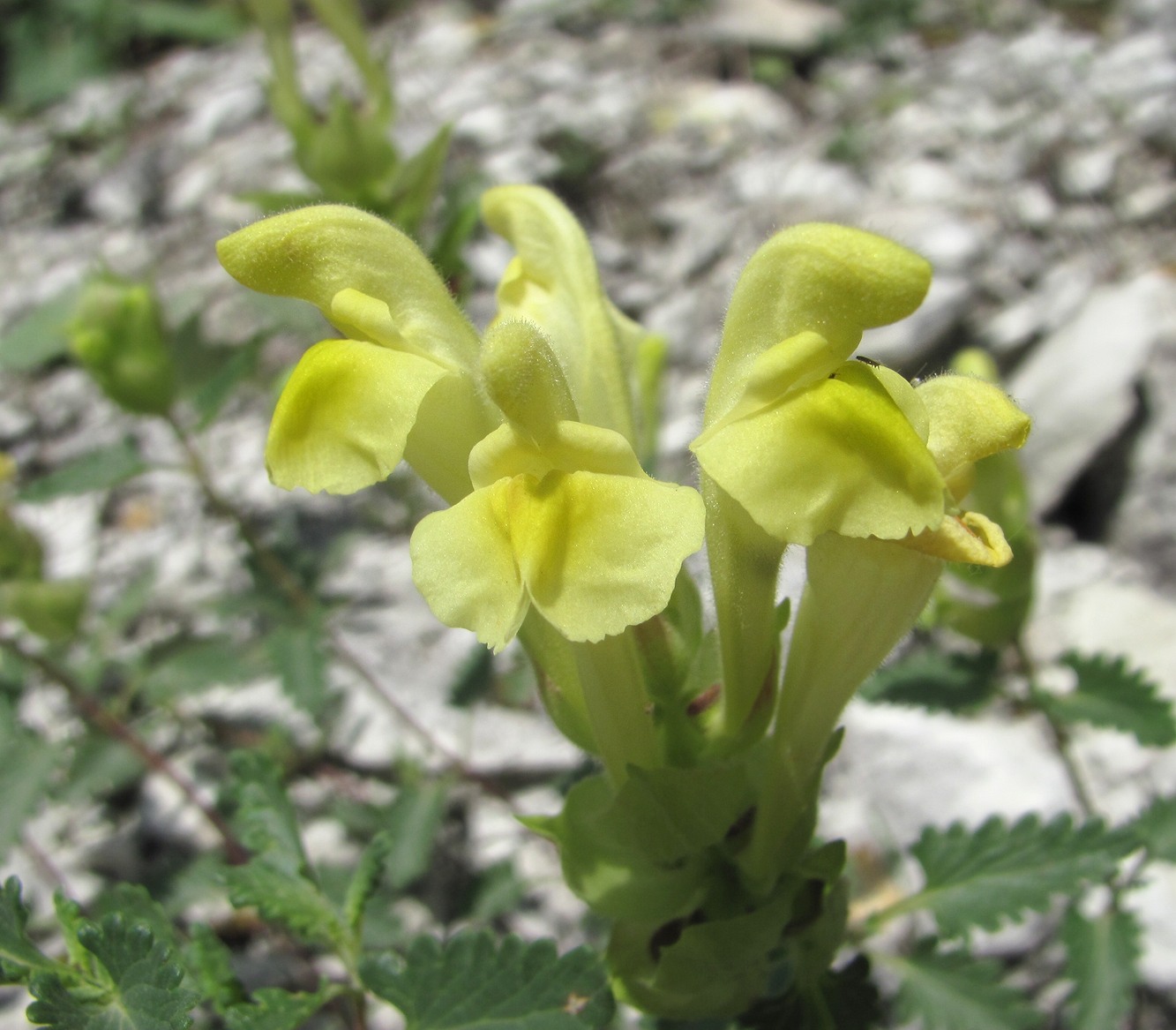 Image of genus Scutellaria specimen.