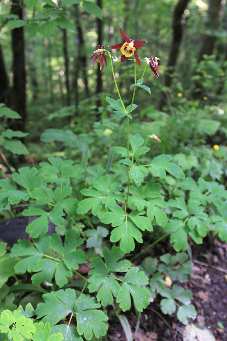 Изображение особи Aquilegia oxysepala.