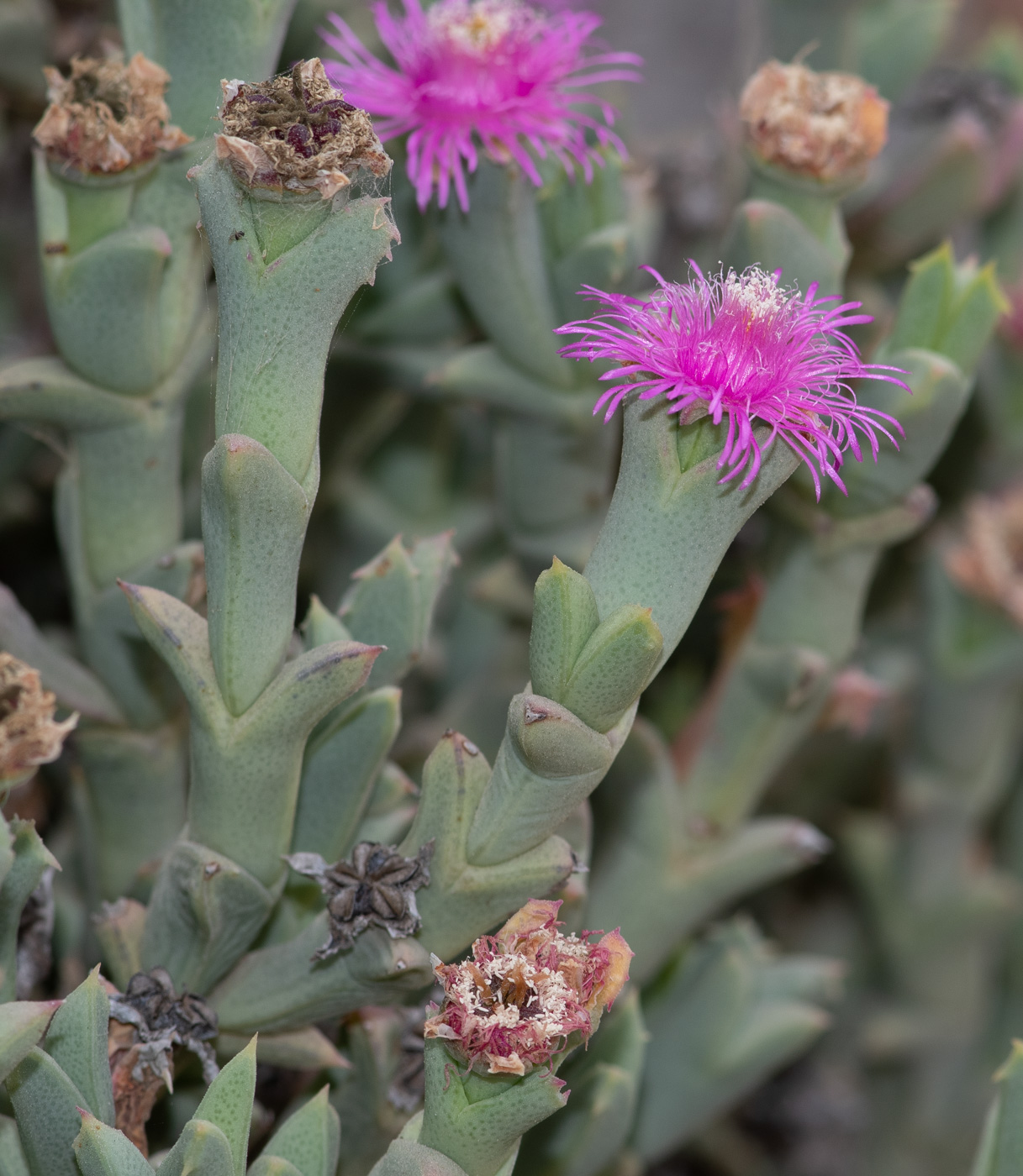 Image of Ruschia perfoliata specimen.