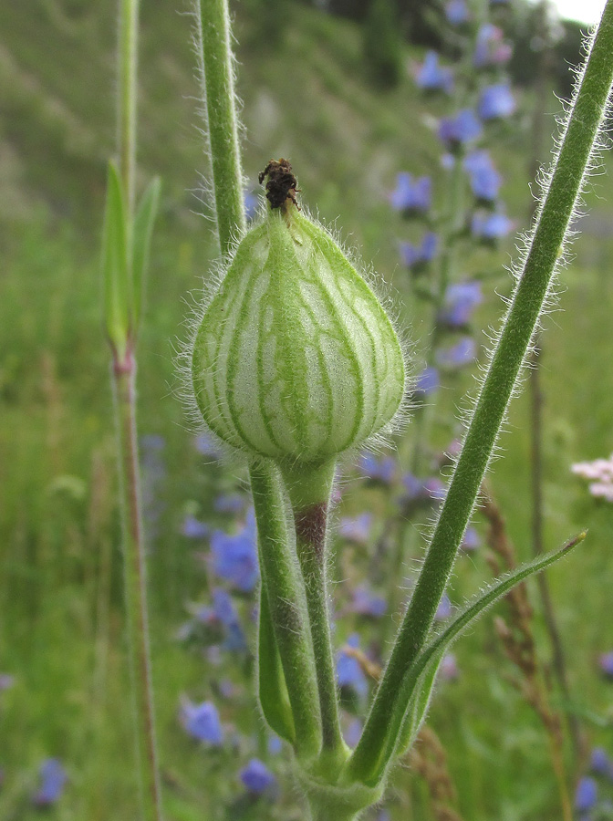 Image of Melandrium album specimen.