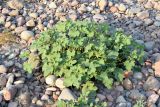 Xanthium orientale
