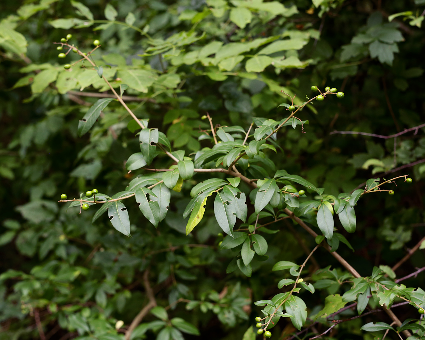 Image of Ligustrum vulgare specimen.