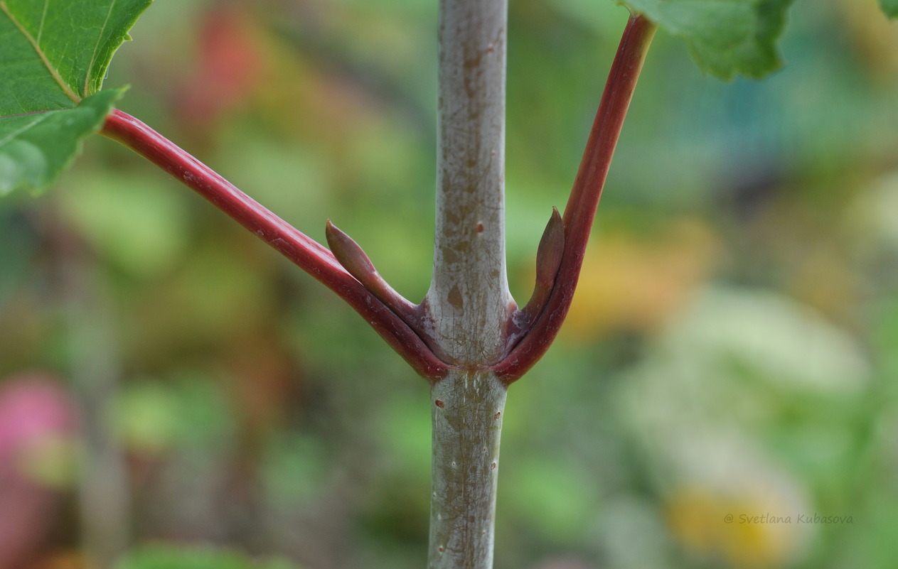 Image of Acer tegmentosum specimen.