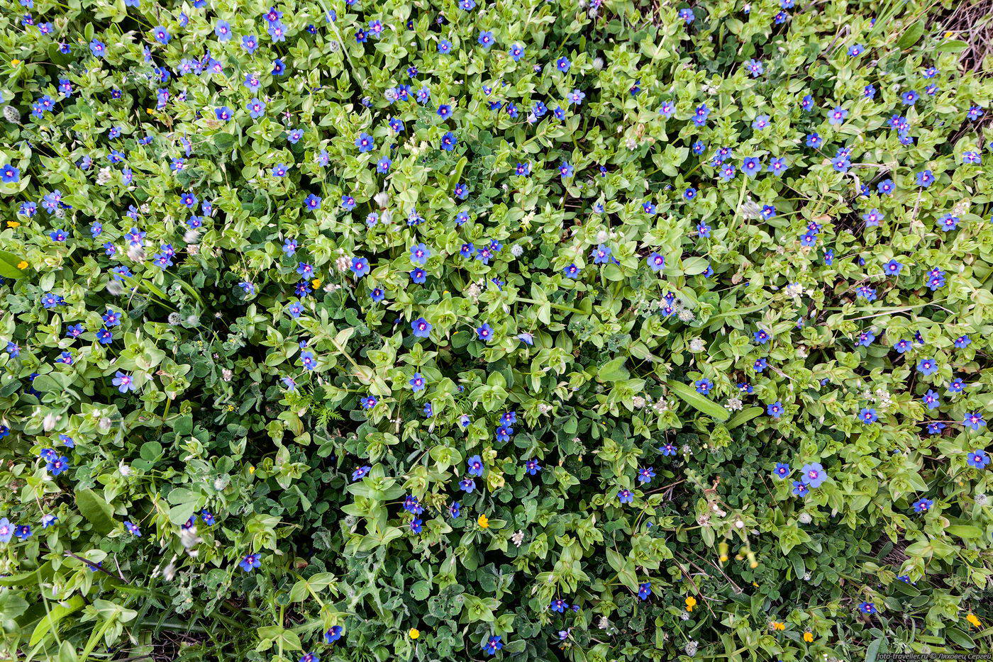 Изображение особи Anagallis arvensis.