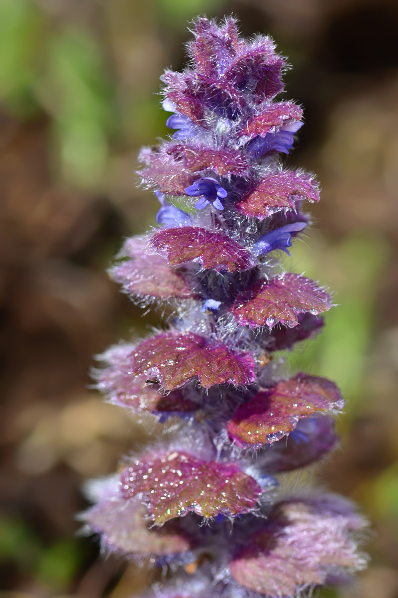 Image of Ajuga orientalis specimen.