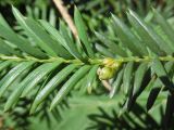 Taxus baccata