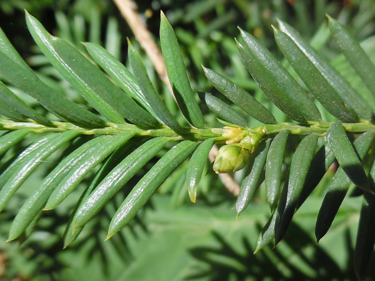 Изображение особи Taxus baccata.