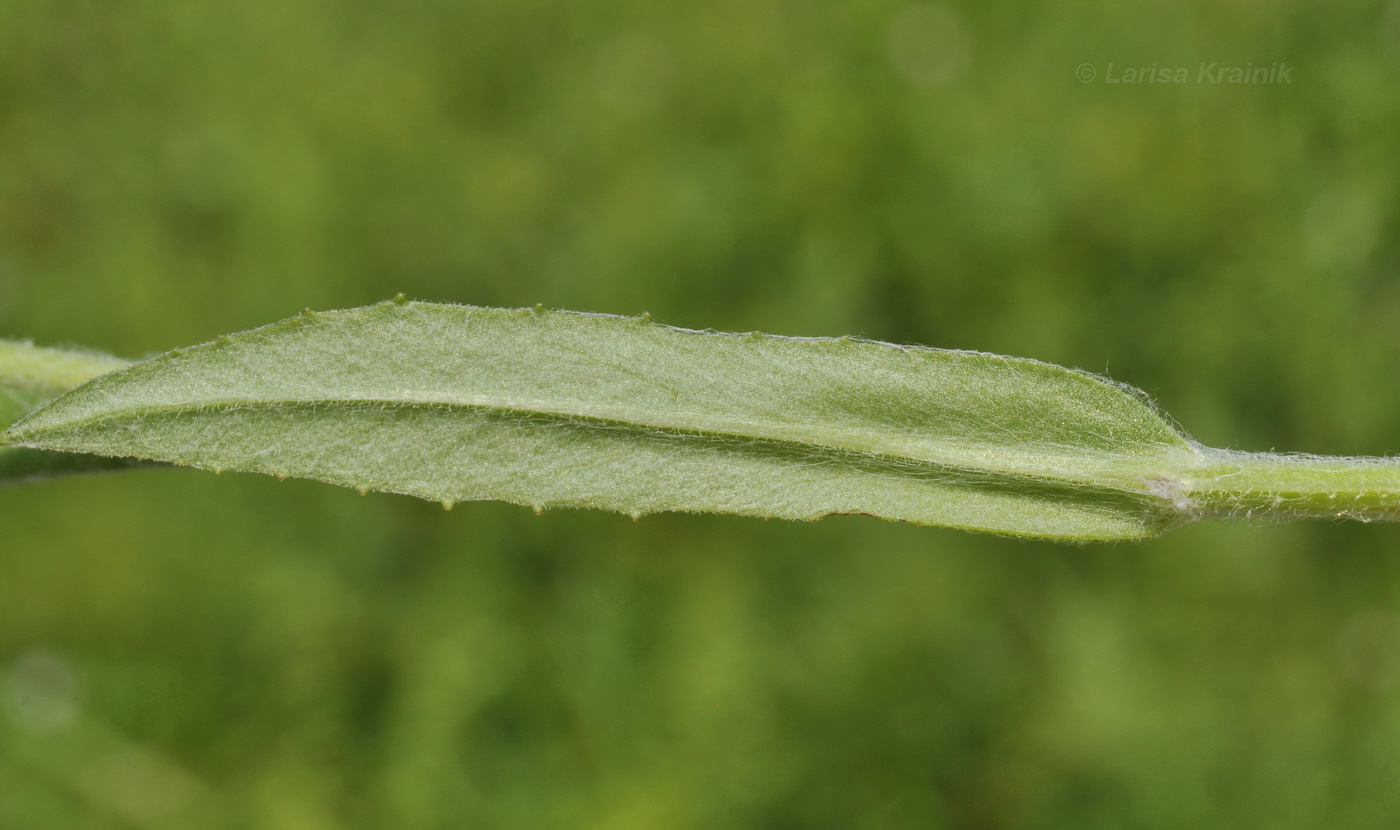 Image of Tephroseris flammea specimen.