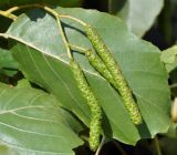 Alnus orientalis