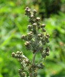 Artemisia laciniatiformis. Часть соцветия с бутонами. Камчатский край, Елизовский район, природный парк \"Вулканы Камчатки\", кордон Центральный, луг у горячего термального источника 2-я лужа. 26.07.2010.