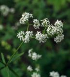 Galium boreale