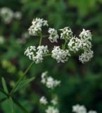 Galium boreale. Верхушка цветущего растения. Пермский край, г. Пермь, Кировский р-н, суходольный луг. 02.07.2019.