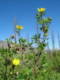 Dasiphora fruticosa. Побеги с цветками. Казахстан, Центральный Алтай, окр. оз. Рахмановское, 1720 м н.у.м., у берега р. Арасан в р-не старой гари 2008 года. 27 июня 2019 г.