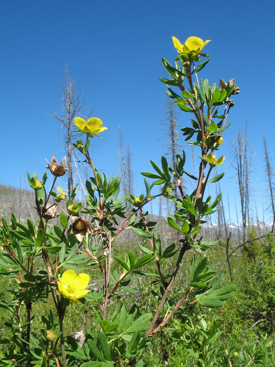 Image of Dasiphora fruticosa specimen.