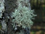 Ramalina roesleri