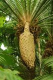 Dioon spinulosum