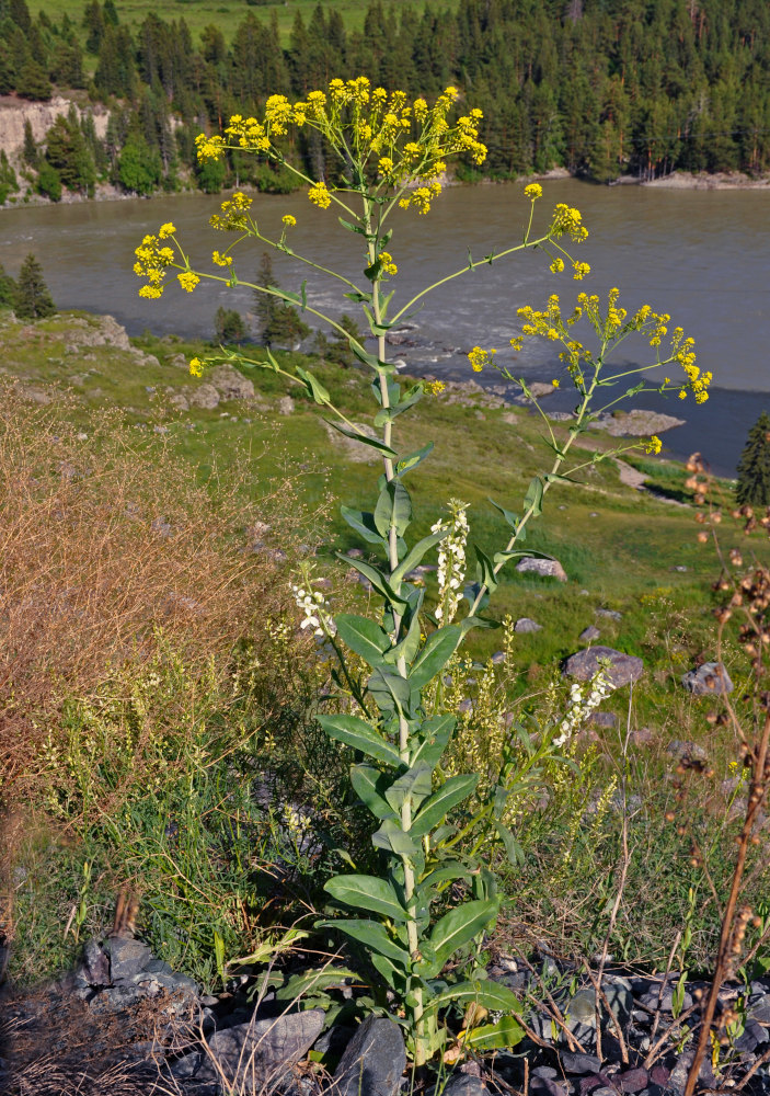 Image of Isatis costata specimen.